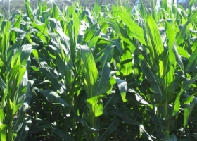 La enfermedad del carbón de la panoja amenaza al maíz: cómo actuar