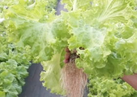 Experiencia hidropónica: cultivan verduras súper resistentes al pie de las sierras puntanas