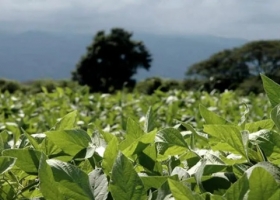 La lluvia que sorprendió a la región núcleo evitó que las pérdidas en soja superen el millón de hectáreas