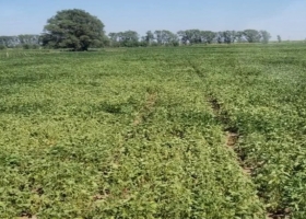 Las lluvias frenaron el deterioro de la soja de 2da en pleno llenado de grano