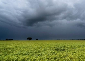 Alertan que habría consecuencias para el maíz y la soja si siguen las lluvias en zona núcleo