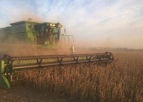 En Chaco, las sojas podrían rendir hasta 40% más con buen clima y las decisiones agronómicas adecuadas