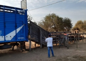 Misterio: Detectaron a quince exportadores de carne que no liquidaron divisas para saltarse al “cepo cambiario”, pero nadie quiere decir quiénes son