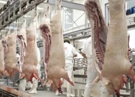 Argentina abrió un nuevo mercado y exportará carne de cerdo a Emiratos Árabes Unidos