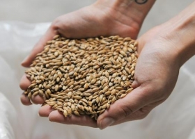 La cebada cervecera ya se ganó un lugar en la paleta agrícola y tendrá su propia jornada desde Bahía Blanca