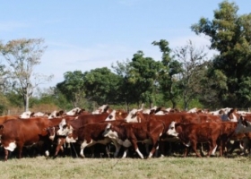 La ganadería argentina no utiliza hormonas de crecimiento