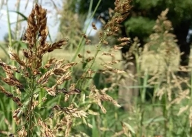 Estrategias de manejo para mitigar el avance del sorgo de alepo resistente a glifosato