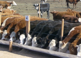 Mejoró la actividad de los feedlots con la zafra de terneros, pero los problemas del sector están lejos de haberse solucionado