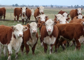 Radiografía ganadera: Santa Fe mostró un insuficiente manejo nutricional, reproductivo y sanitario de los rodeos.