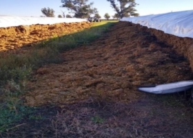 Rompieron once silobolsas y un tambo se quedó sin alimento para sus vacas