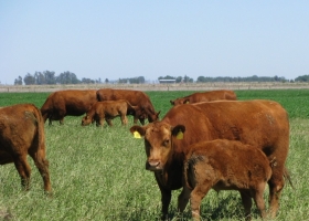 Para mitigar el delito rural, Santa Fe busca digitalizar el sistema de marcas y señales de ganado