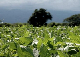 Zona núcleo: cae la superficie de soja y la brecha de rendimiento se agranda
