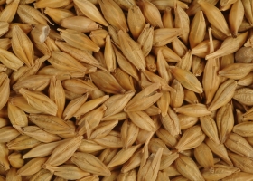 Trigo o cebada. Agustín Tejeda Rodríguez, de la Bolsa de Cereales, cree que la superficie sembrada aumentará solo para el segundo cultivo