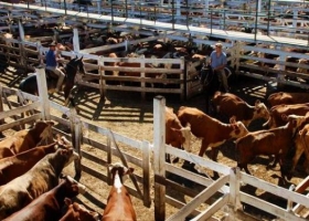 Registro para exportar carne: la vaca se hizo eco de los temores del mercado