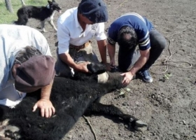 Detectan un nuevo foco de garrapata bovina en Entre Ríos