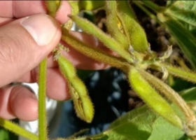 Soja: Preocupa la germinación prematura de los granos