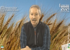 Trigo: decidir con foco en el agua a la siembra y las variedades