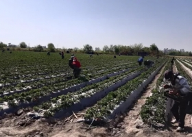 Venta digital de productos animales y vegetales: Más de 40 mil infracciones
