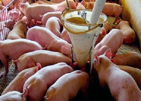 Otra cara de la fiebre de los granos: Los productores de cerdos afirman que el precio actual del maíz es “insostenible” y los condena a perder dinero
