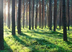 Mejora la actividad forestal, según el semáforo de Coninagro