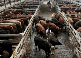 Las restricciones a las exportaciones de carne no colaboran a la transparencia del mercado