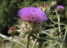 Descubren que la flor del alcaucil permite producir quesos con propiedades destacadas