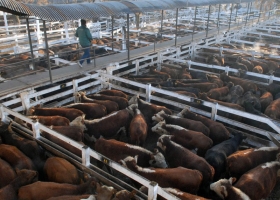 El Gobierno evalúa limitar la operatoria en el Mercado de Hacienda de Liniers
