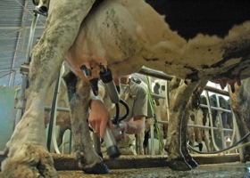 Leche: productores cuestionan el acuerdo de la industria con el Gobierno
