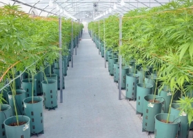 El Gobierno presenta un proyecto de ley para fomentar el desarrollo de la industria del cannabis medicinal