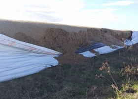 Le rompieron dos silobolsas con el alimento de las vacas para un año