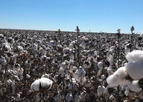Argentina ya tiene sus primeros campos con Algodón certificado