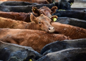 Novillos pesados: en vilo por el cepo a la carne