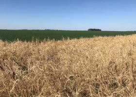 Claves del manejo de cultivos de cobertura para el control de malezas