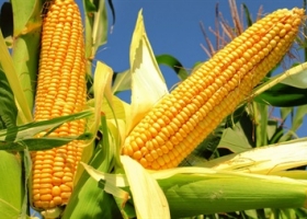 La caída del stock estadounidense alentó la suba del valor del maíz en la Bolsa de Chicago