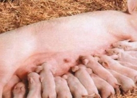 Como manejar la nutrición de cerdas en la lactancia