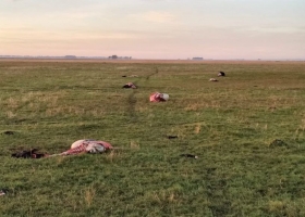 Entraron a un campo, mataron a balazos seis terneros y los carnearon