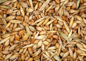 El Usda prevé un aumento de 2,4% en la cosecha mundial de trigo