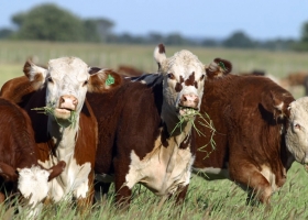 Situación del Carbunclo Rural en la Argentina