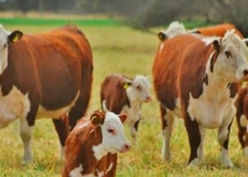 Qué dice el plan ganadero del Consejo Agroindustrial para el Gobierno