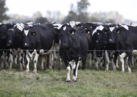 Es tambero: hace la leche orgánica de una alimenticia que invirtió US$16,5 millones