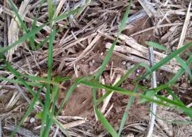 Seis de cada diez dólares que ingresaron a la economía argentina en lo que va del año provinieron de los cinco principales cultivos agrícolas