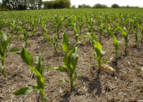 Maíz: cómo lograr alimentos de calidad con la fertilización adecuada