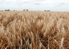 Trigo, el que más nutrientes exige y más diagnósticos necesita