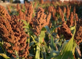 Entre Ríos: la producción de sorgo creció un 87% en relación al año pasado 