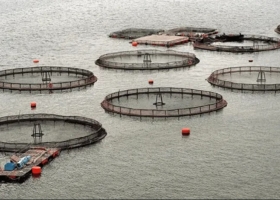 Primer país del mundo: se prohíbe la cría de salmón en Tierra del Fuego