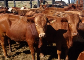 Efecto cepo: las vacas que ya no tienen compradores y regresan a los campos a un triste final