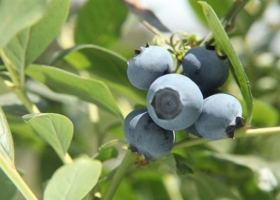 Apoyo a la producción de arándanos y cítricos en Entre Ríos