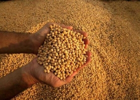 La mayor brecha cambiaria podría demorar ventas de soja por más de US$6200 millones