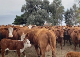Misterio: Siguen sin aparecer las estadísticas oficiales sobre el stock bovino argentino