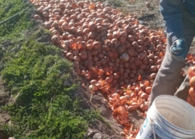Dejarán que se pierdan millones de kilos de cebollas en los campos del sur bonaerense
